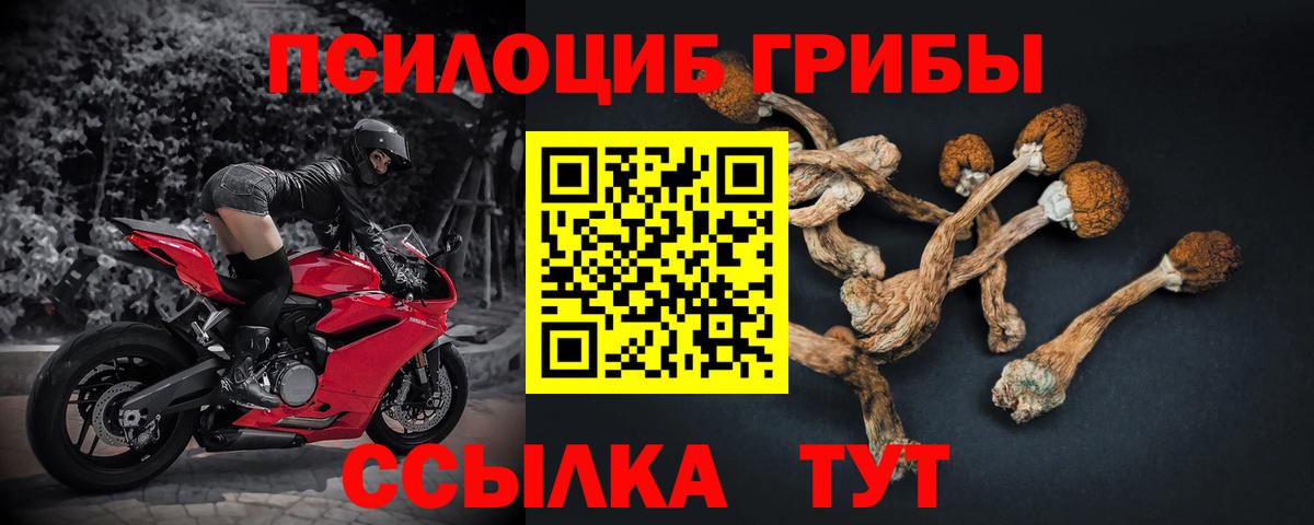 Псилоцибиновые грибы Cubensis Тавда